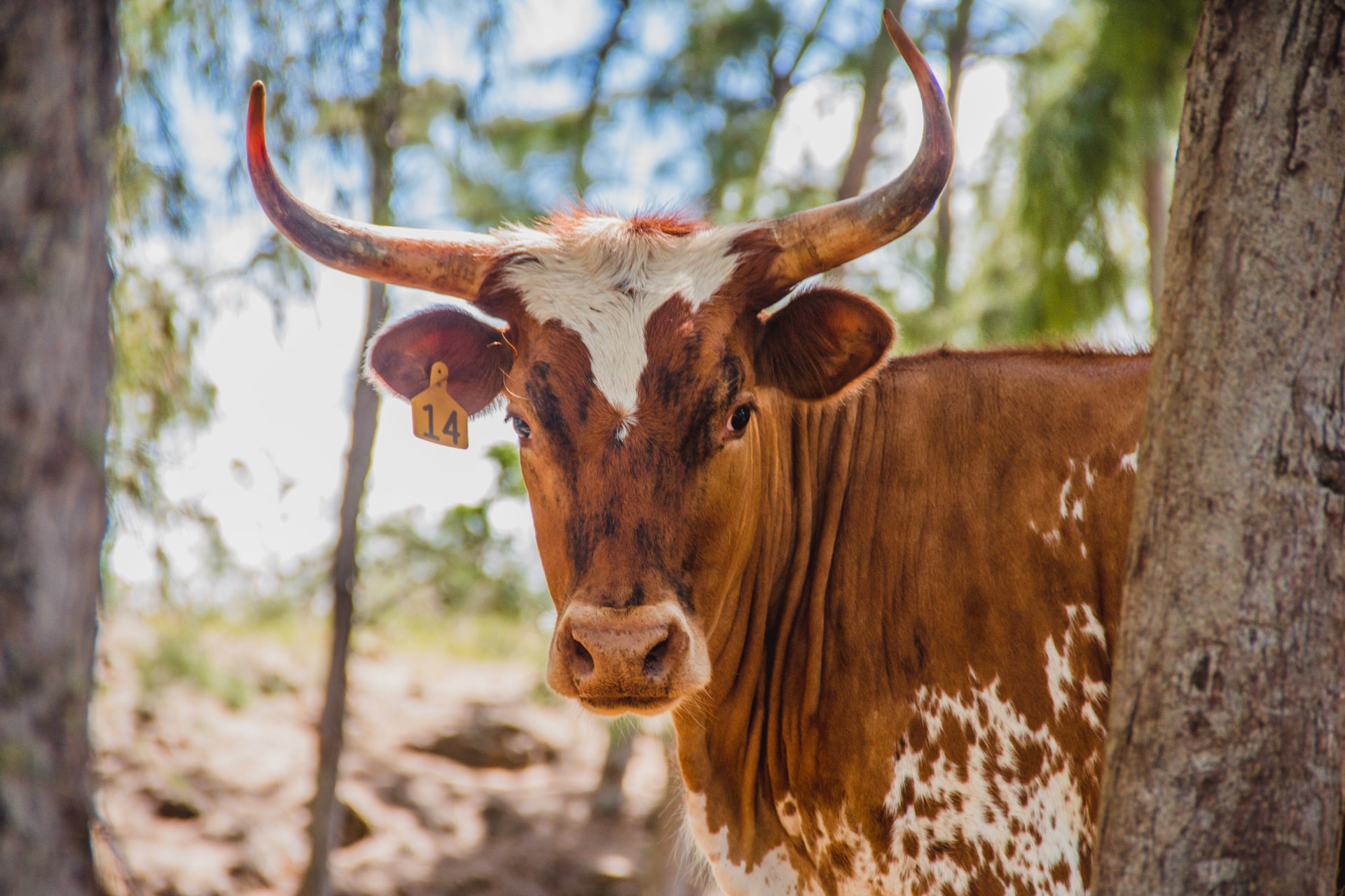 Gunstock Ranch in Oahu