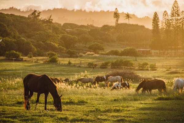 This image is by Gunstock Ranch.