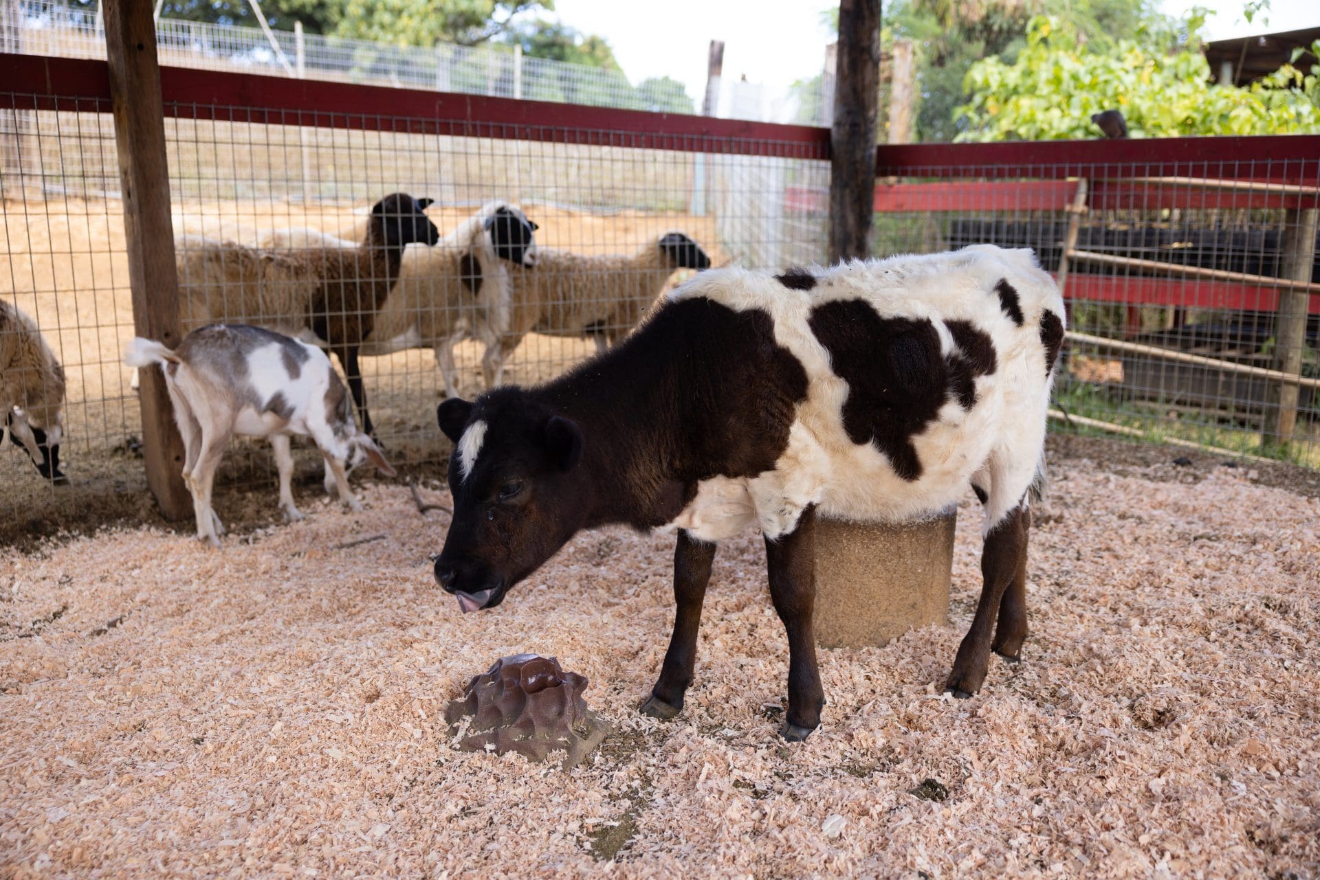 All About the Animals at Gunstock Ranch